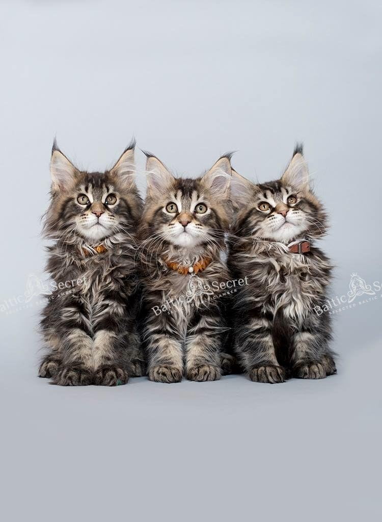 1772334119 61eSteA0HKL. AC SL1024 .jpg