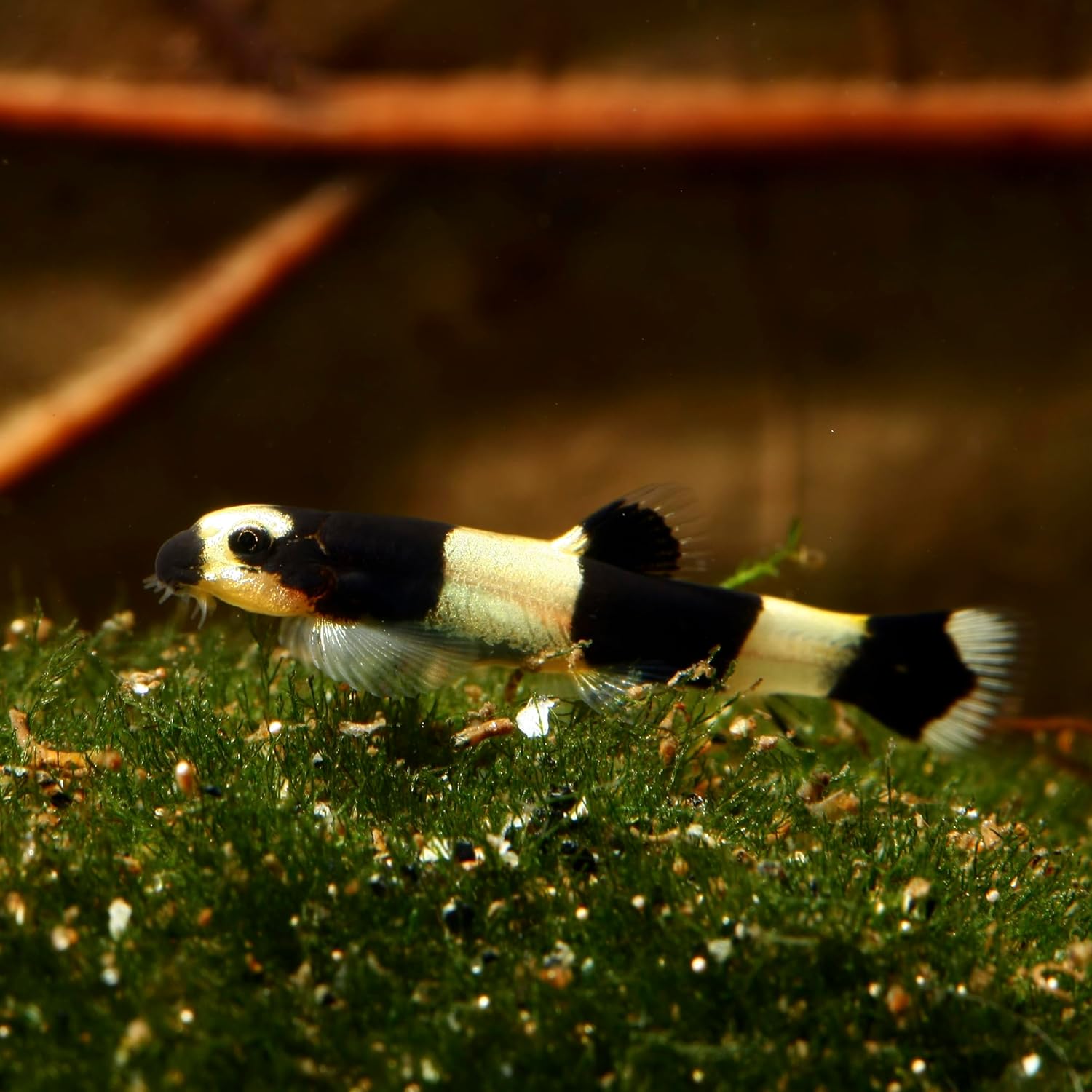 71FjoeeRDYL. AC SL1500 .jpg