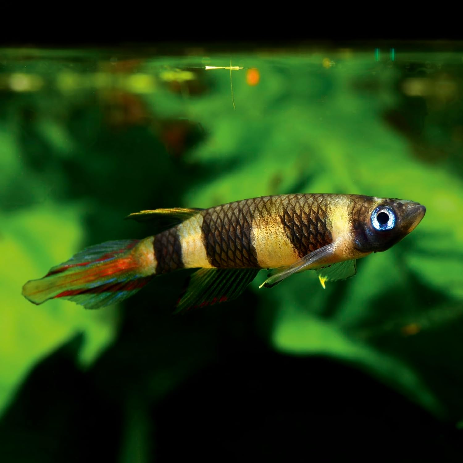 71MMrc4BW L. AC SL1500 .jpg