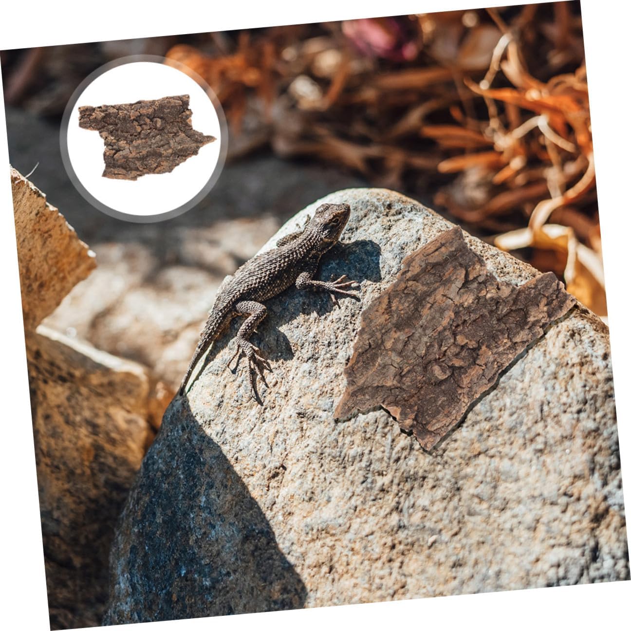 71bvTNRtv1L. AC SL1296 .jpg