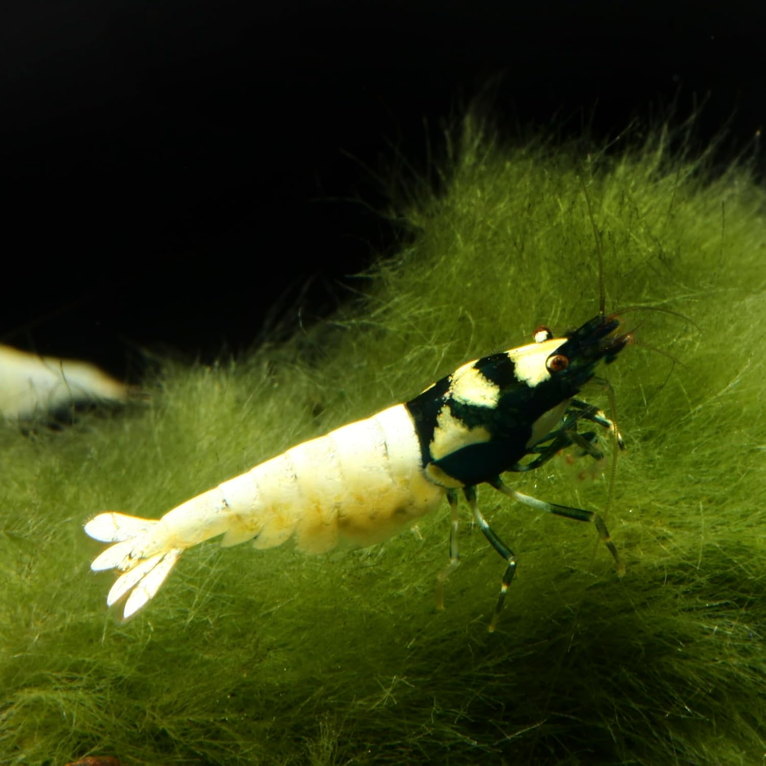 71cPPOvD3IL. AC SL1500 .jpg