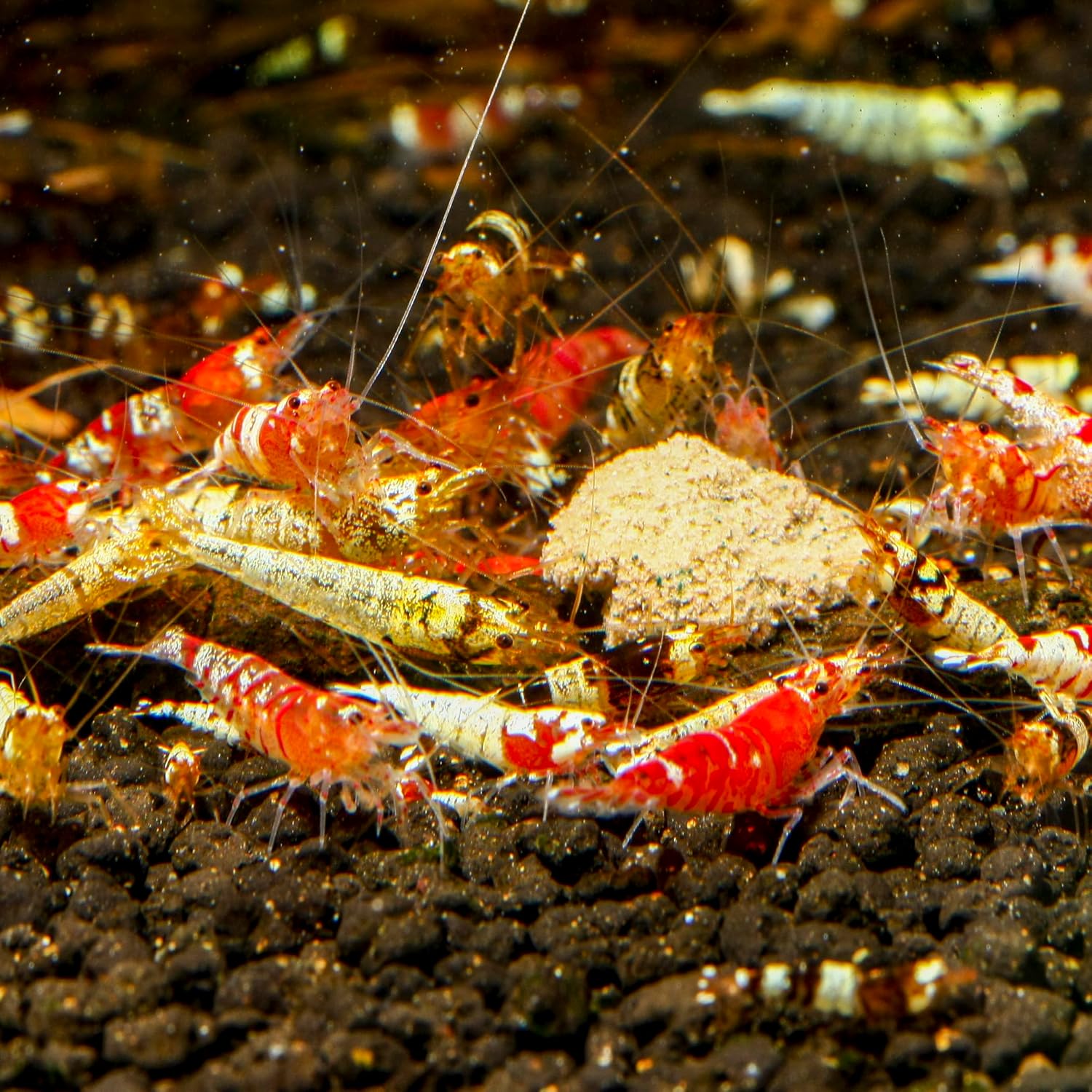 81zi3Q61aUL. AC SL1500 .jpg