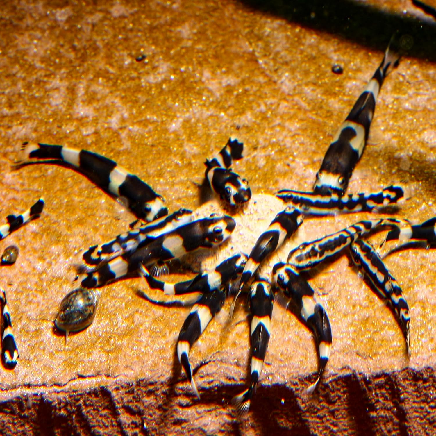 91WmEAxgQoL. AC SL1500 .jpg