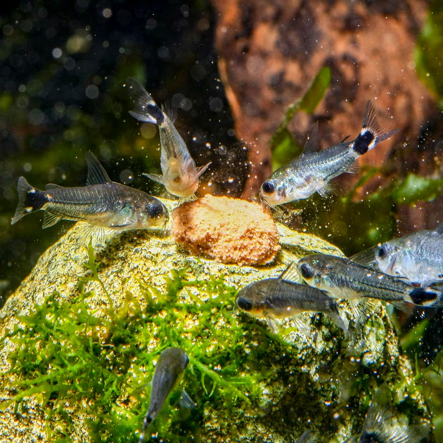 91xmCOZkNVL. AC SL1500 .jpg